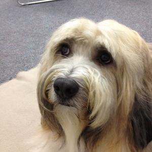 Tibetan Terrier