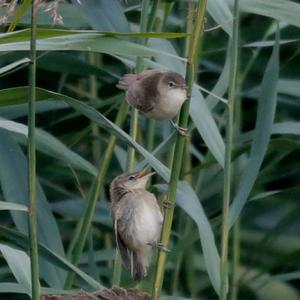 Eurasian Reed-warbler