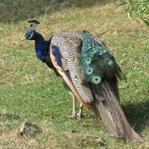 Indian Peafowl