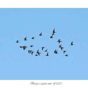 Black-tailed Godwit