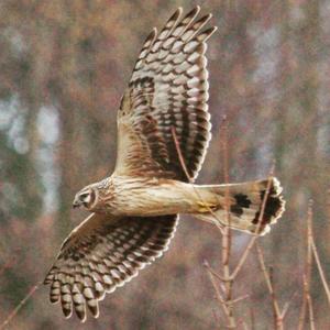 Northern Harrier