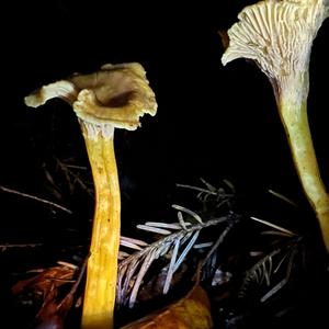 Trumpet Chanterelle