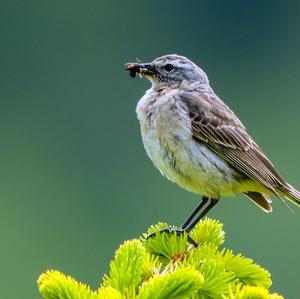 Water Pipit