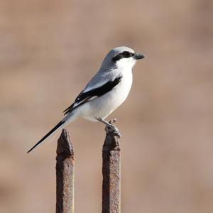 Great Grey Shrike