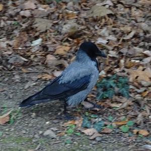 Hooded Crow