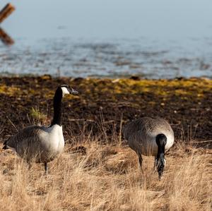 Canada Goose