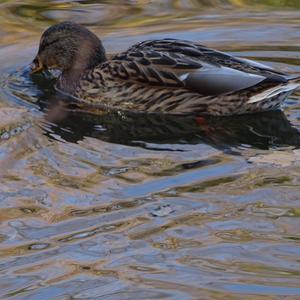 Mallard