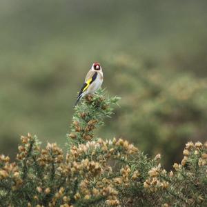 European Goldfinch