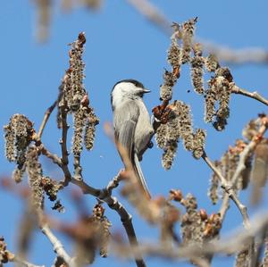 Willow Tit