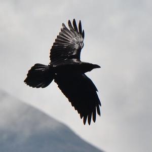 Common Raven