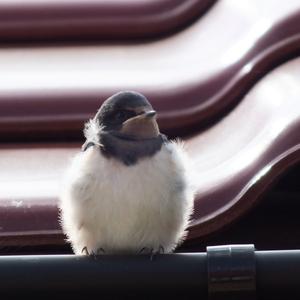 Northern House-martin