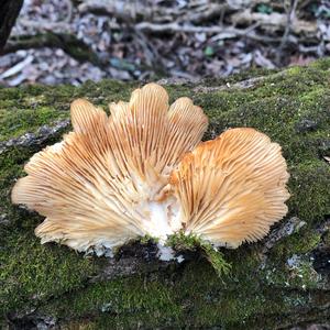 Oyster Mushroom