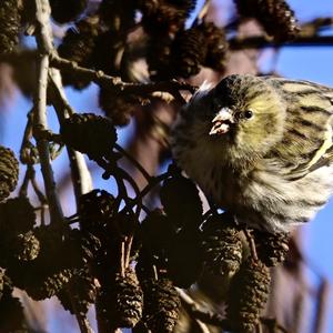 Eurasian Siskin