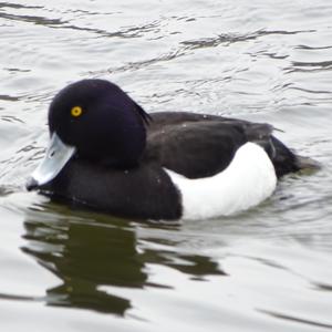 Tufted Duck