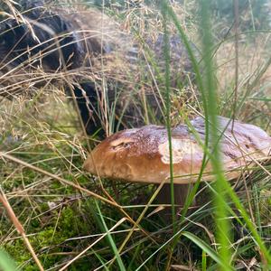 King Bolete