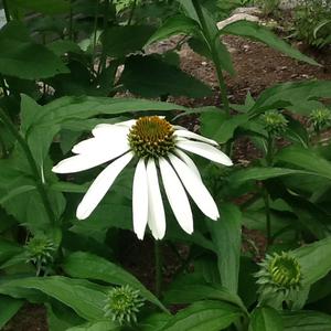 Purple Coneflower (Eastern)