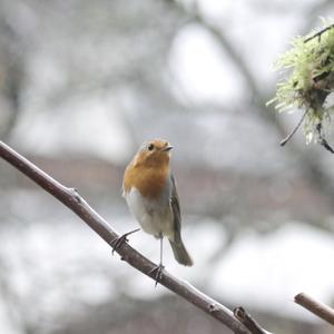 European Robin