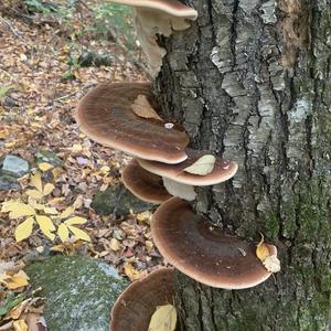 Resinous Polypore