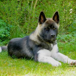 American Akita