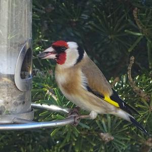 European Goldfinch