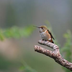 Broad-tailed Hummingbird