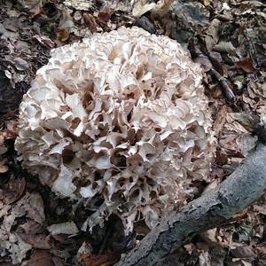 Eastern Cauliflower Mushroom