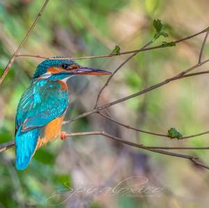 Common Kingfisher