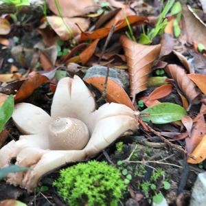 Striated Earthstar