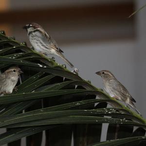 Spanish Sparrow