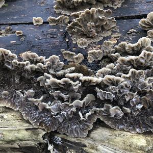 Tripe Fungus