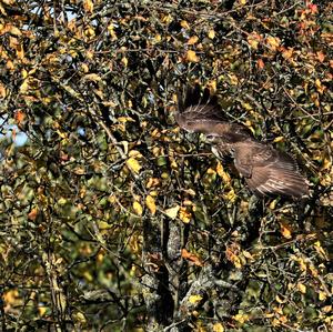 Common Buzzard