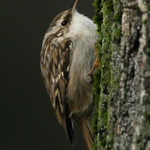 Short-toed Treecreeper