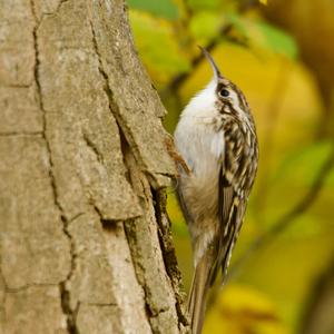 Eurasian Treecreeper