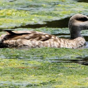 Marbled Teal