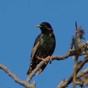 Common Starling