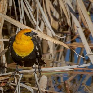 Yellow-headed Blackbird