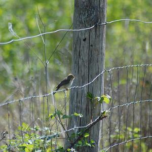 Willow Warbler