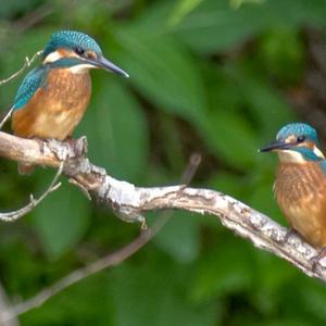 Common Kingfisher