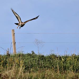 Mäusebussard