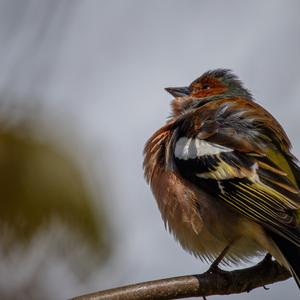 Eurasian Chaffinch