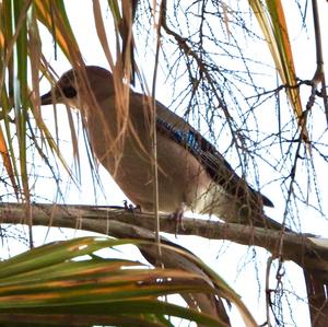 Eurasian Jay