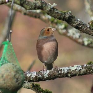 Eurasian Chaffinch