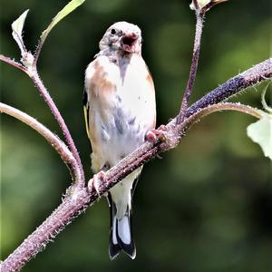 European Goldfinch