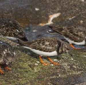 Ruddy Turnstone