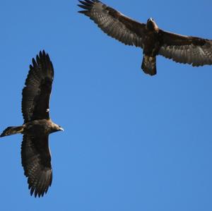 Golden Eagle