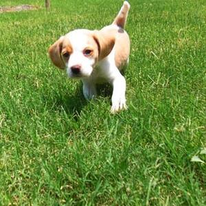 Beagle