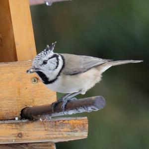 Crested Tit