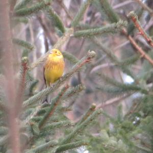 Yellowhammer