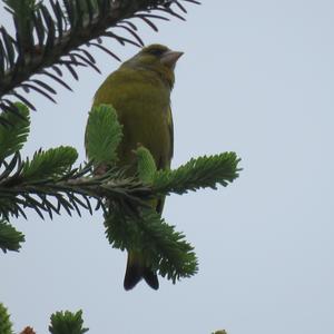 European Greenfinch