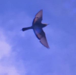 European Bee-eater